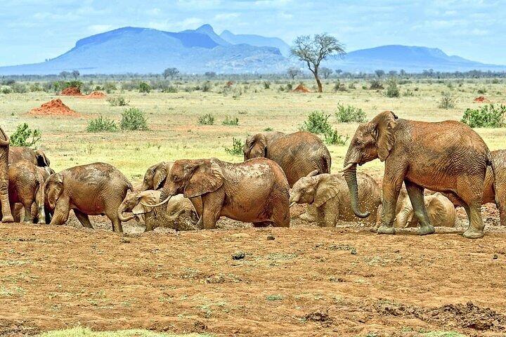 Excursión de un día al parque Tsavo East desde Diani