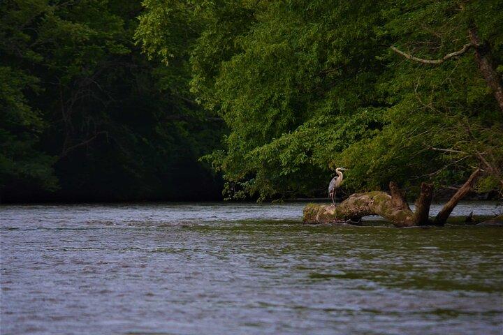 Beautiful Self Guided Kayaking by the Biltmore