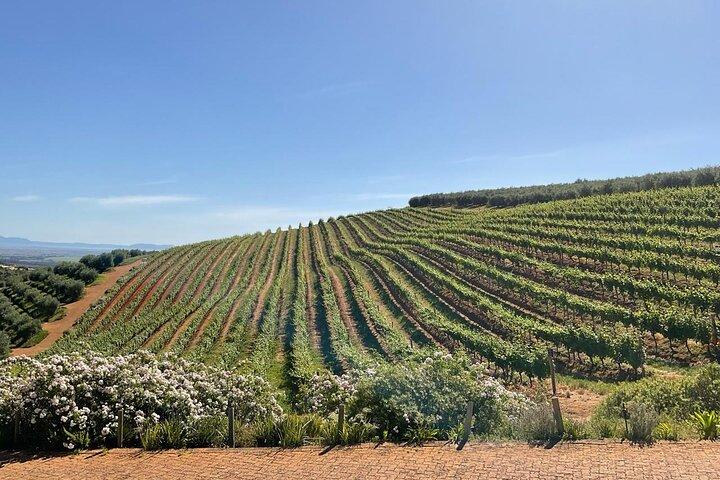 Cape Winelands Tour til Stellenbosch og Franschhoek