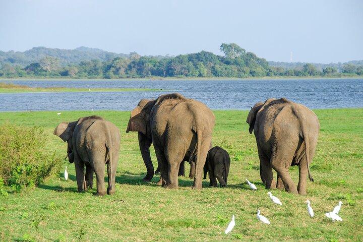 12 dage Alle højdepunkter i Sri Lanka Privat tur med 4* HotelsHB