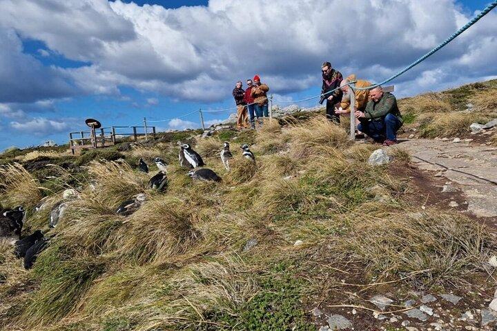 Falklandsöarna Delad rundtur Sightseeing med pingviner