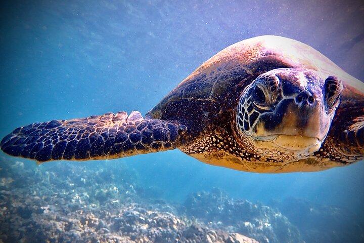 Private and Personalized Scuba Diving Adventures for All Experience Levels