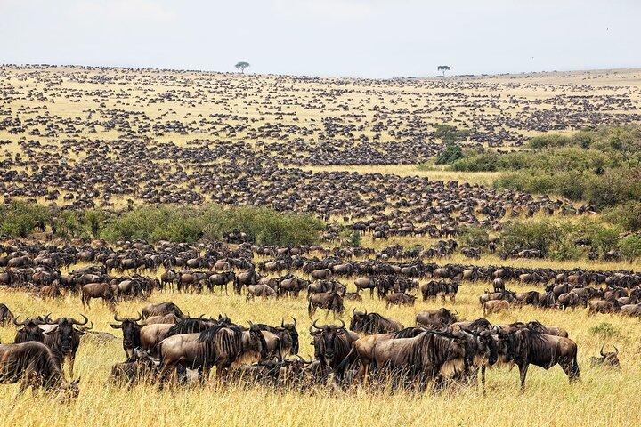 Safari sul Masai Mara e sul Lago Nakuru