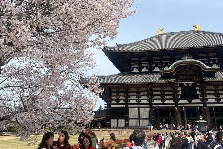 Nara-dagstur fra Kyoto med en licenseret guide