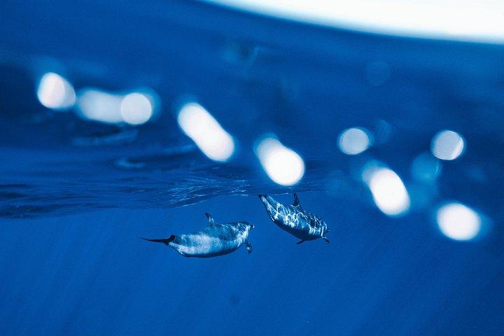 Swim with Dolphins Catamaran with Waterslide & Lunch on Oahu