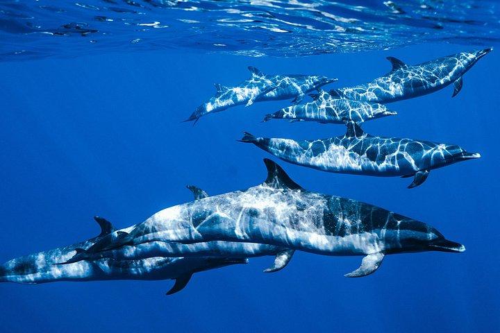 Swim with Dolphins Catamaran with Waterslide & Lunch on Oahu