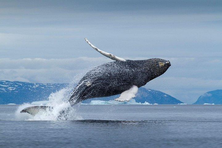 Boat Based Whale Watching from Hermanus
