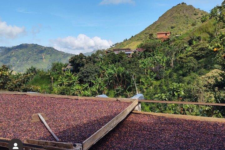 Tour de café y paseo a caballo por Medellín!
