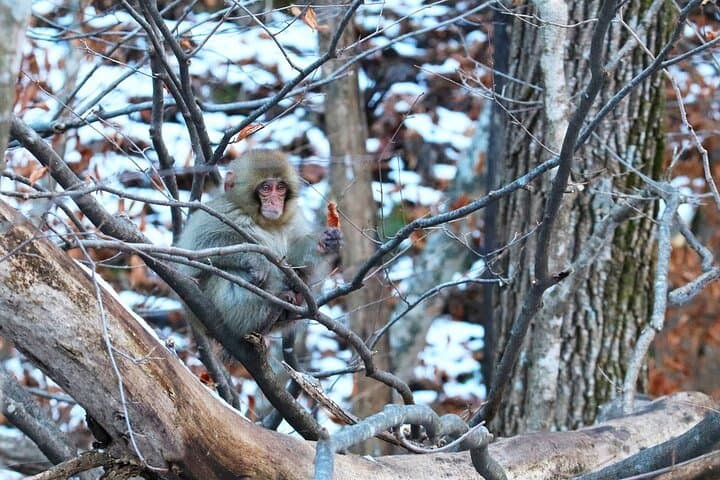 From Tokyo: Nagano Snow Monkey Park Private Tour