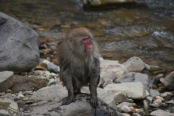 From Tokyo: Nagano Snow Monkey Park Private Tour
