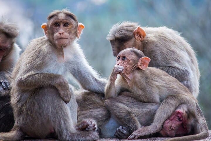 From Tokyo: Nagano Snow Monkey Park Private Tour