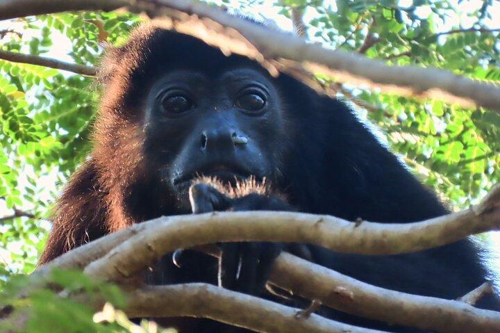 タマリンド マングローブ森林国立公園でのカヤック