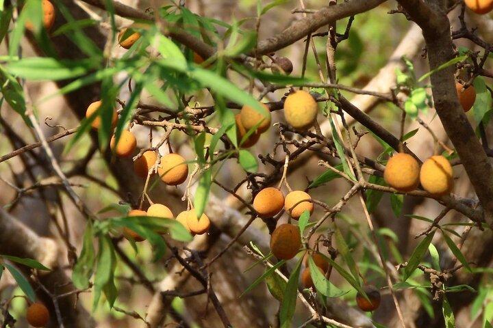 タマリンド マングローブ森林国立公園でのカヤック