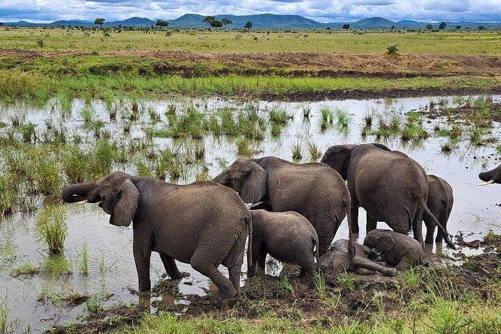 Safari d'une journée dans le parc national Mikumi en Tanzanie