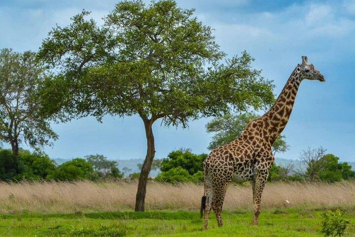 Safari d'une journée dans le parc national Mikumi en Tanzanie