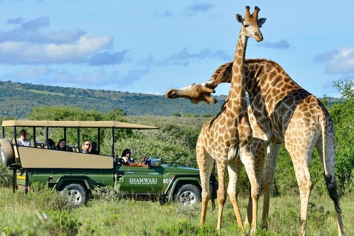4 Day Garden Route & Addo National Park Tour from Cape Town