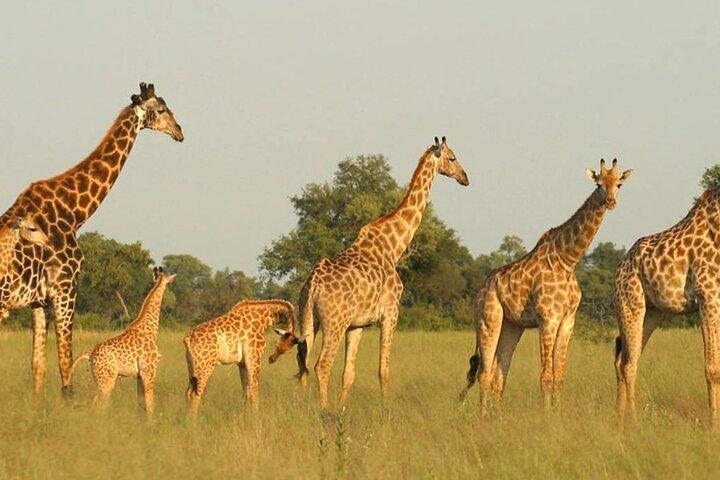 Safaritocht van een halve dag vanuit Durban