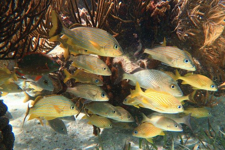 Reef Snorkeling in National Park from Cancun with Beachside Lunch
