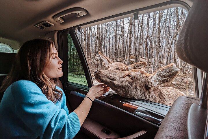 Visite privée du parc Omega d'Ottawa avec transfert à l'hôtel