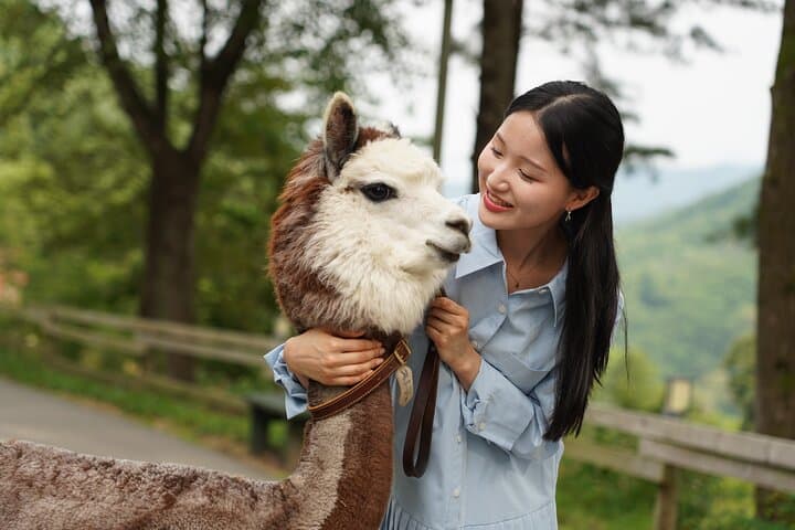 Private Tour: Nami Island& (Alpaca World 'or' Morning Calm)&Lunch