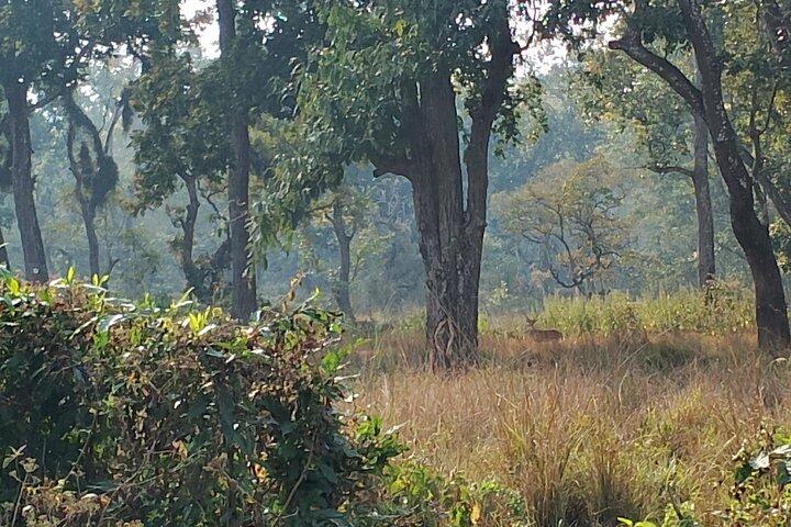 2 nachten en 3 dagen Chitwan Jungle Safari Tour vanuit Kathmandu