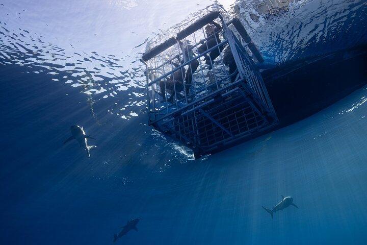 Localização: North Shore Shark Cage