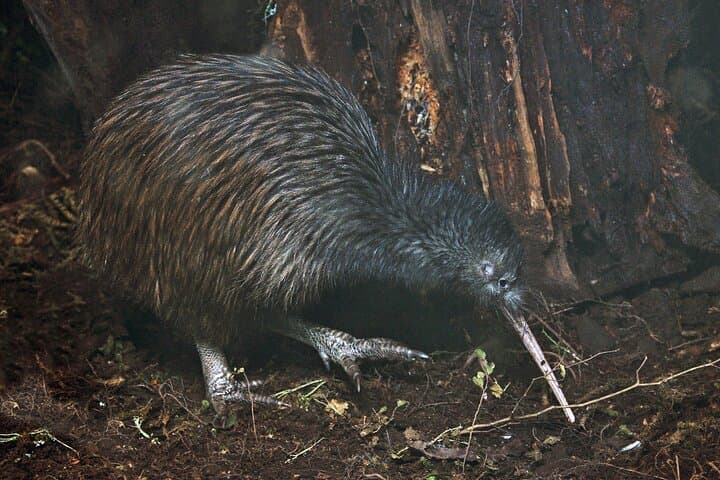 Tawharanui Wild Kiwi Bird Spotting Encounter