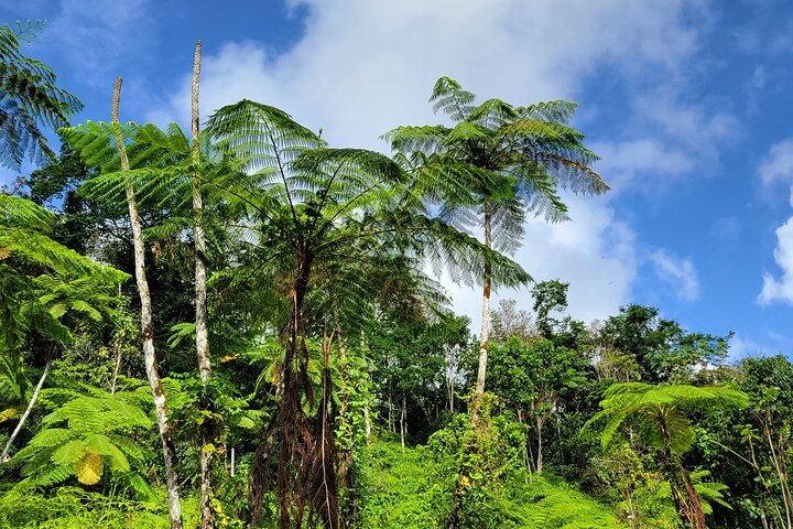 El Yunque Rainforest and Luquillo Kiosk Day Trip