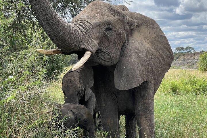 Dagstur till Tarangire National Park från Arusha