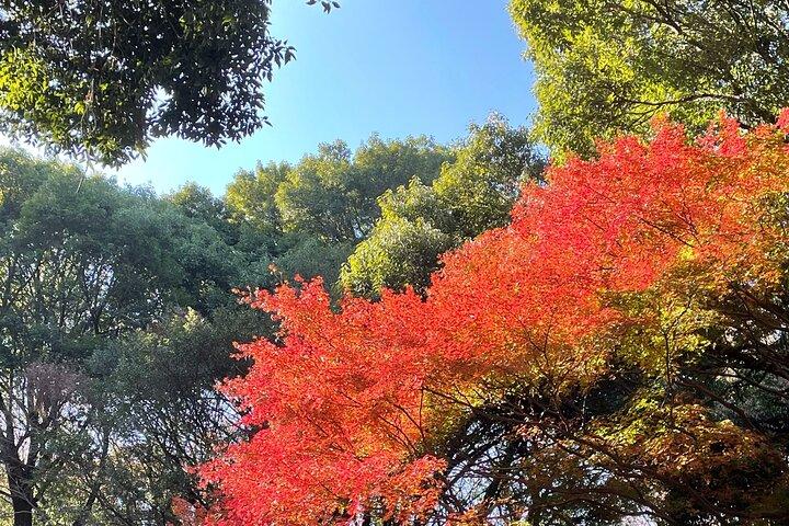 "Enjoy Tokyo Tour" Harajuku Meiji-jingu & Delicious Sake Tasting