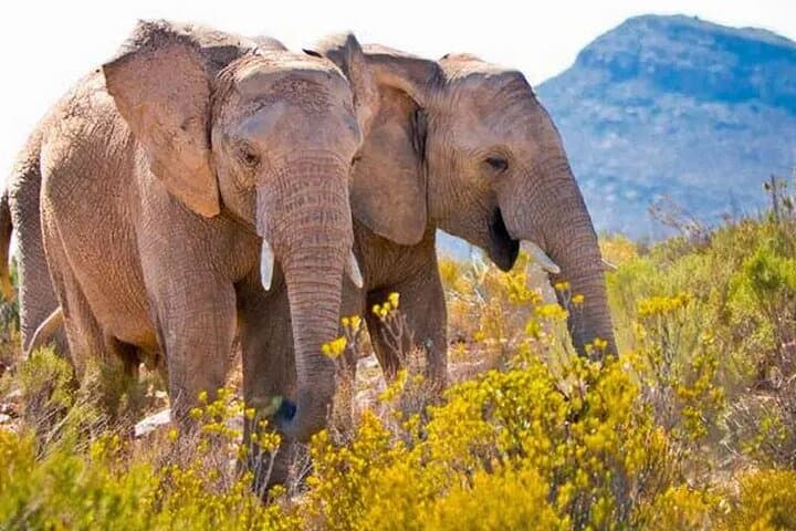 Aquila Game Reserve Big 5 Safari with Wine and Excluding Ticket