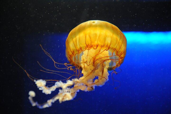 Audubon Aquarium e Insectarium Biglietto