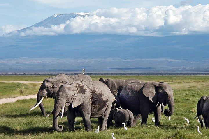 2 Day Amboseli National Park Safari