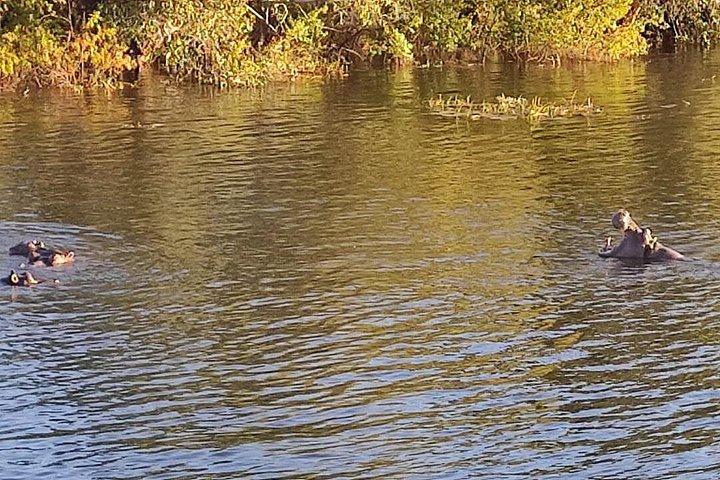 Luxury Zambezi Sunset Game Cruise