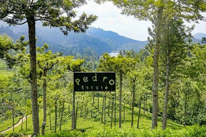 ヌワラエリヤからの茶摘みと茶工場訪問。