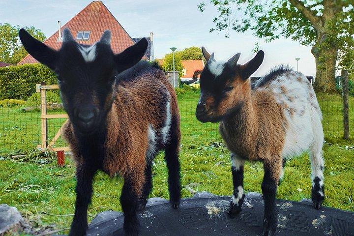 オランダの田舎への小旅行