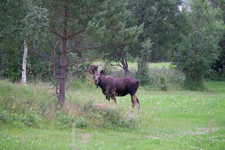 Moose Safari Bodo, Noruega, conozca al animal terrestre más grande de Europa