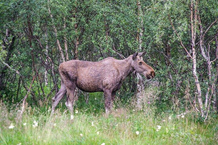 Moose Safari Bodo, Noruega, conozca al animal terrestre más grande de Europa