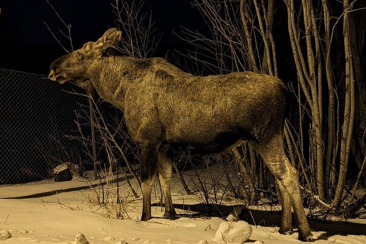 Moose Safari Bodo, Noruega, conozca al animal terrestre más grande de Europa