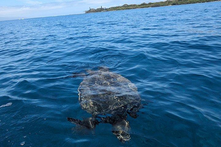 ホエールウォッチングとリーフシュノーケリングカヤックアドベンチャー西マウイ島