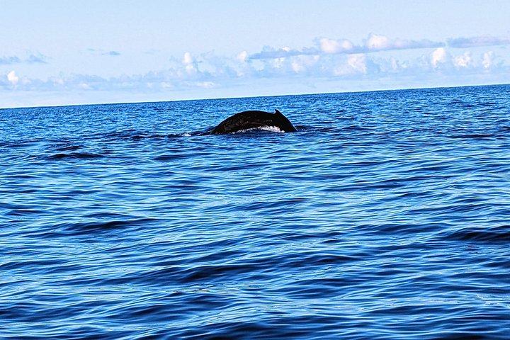 ホエールウォッチングとリーフシュノーケリングカヤックアドベンチャー西マウイ島