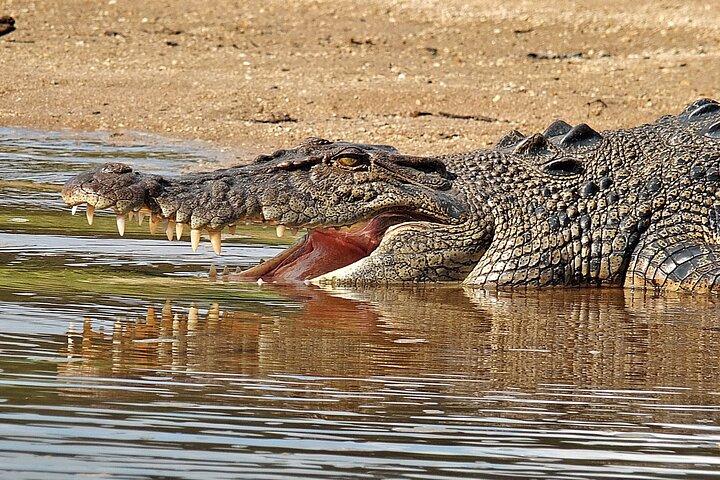 Daintree River Cruise