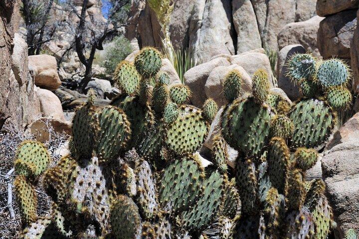 Joshua Tree's Hidden Valley Self-Guided Walking Tour