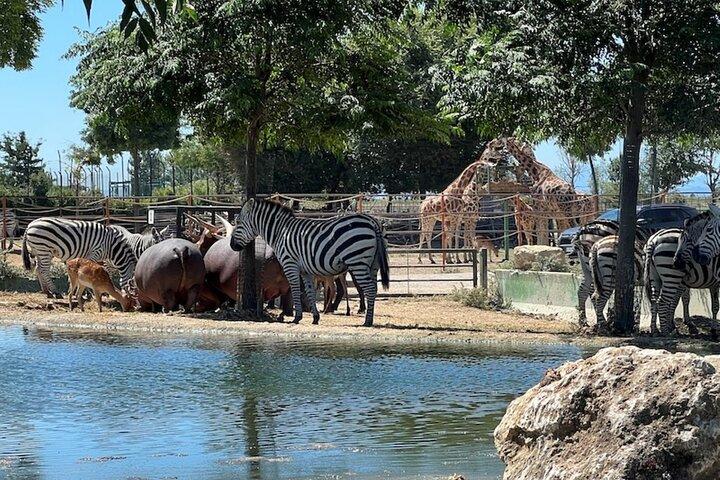 ラヴェンナ：サファリ・ラヴェンナ入場券
