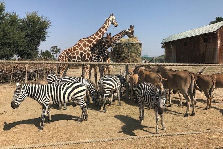 ラヴェンナ：サファリ・ラヴェンナ入場券
