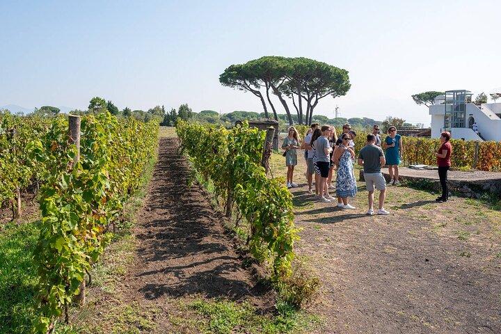 Pompeia e Nápoles de Roma: Excursão privada de dia inteiro com almoço