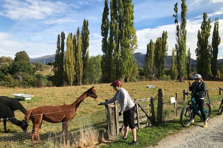 Tour guiado del vino en bicicleta eléctrica Paseo a los viñedos