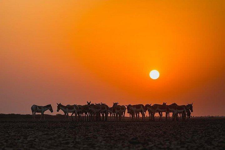 Gujarat Archaeological & Natural Wonders