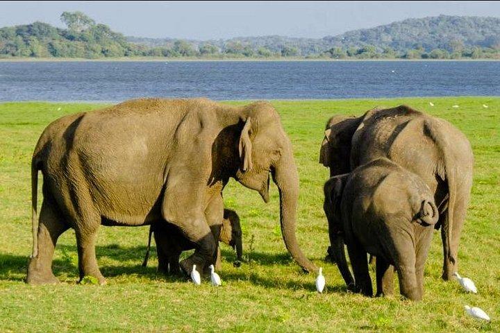 コロンボ発ポロンナルワ古代都市と野生動物サファリ