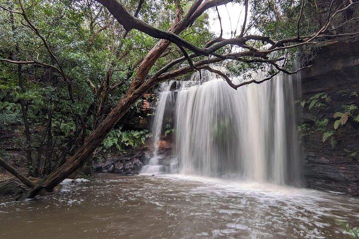 Koala & Kangaroos Experience, cascate e viaggio panoramico in treno